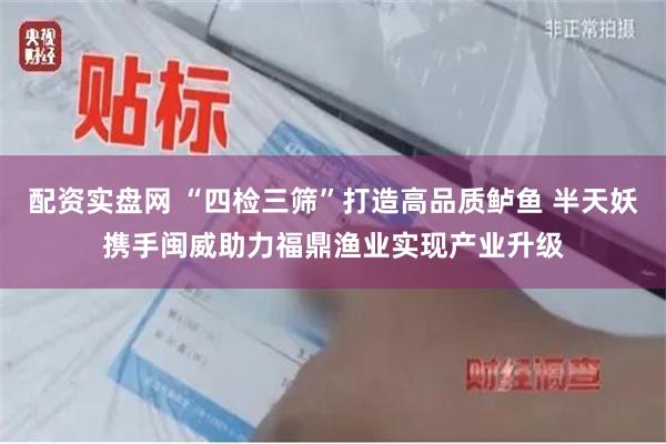 配资实盘网 “四检三筛”打造高品质鲈鱼 半天妖携手闽威助力福鼎渔业实现产业升级