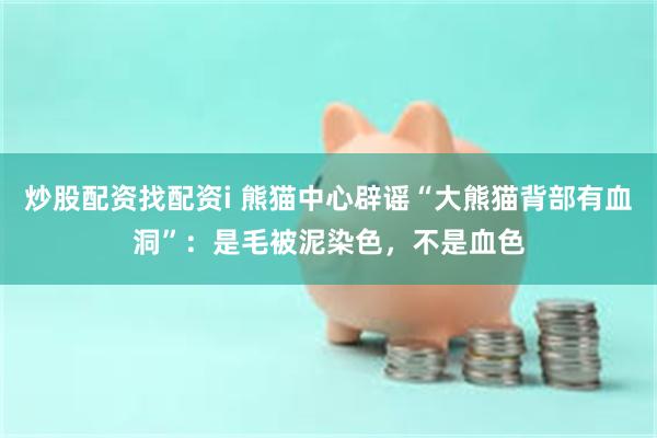 炒股配资找配资i 熊猫中心辟谣“大熊猫背部有血洞”：是毛被泥染色，不是血色