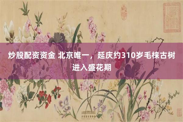 炒股配资资金 北京唯一，延庆约310岁毛梾古树进入盛花期